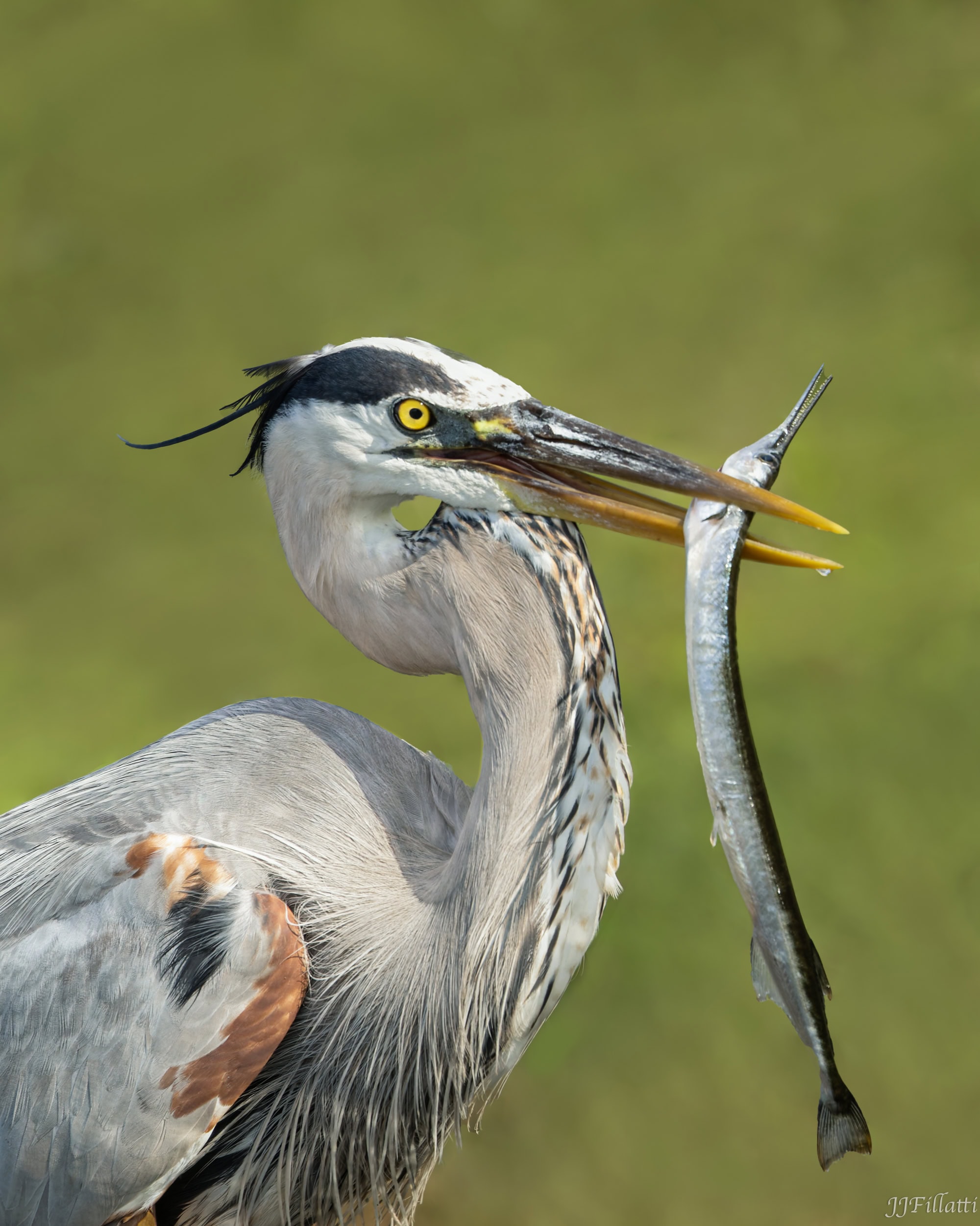 bird of florida image 6